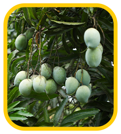 Mango Farm land Thiruthani